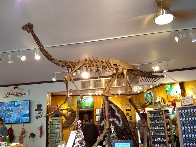 Prehistoric Rocks Fossils Minerals