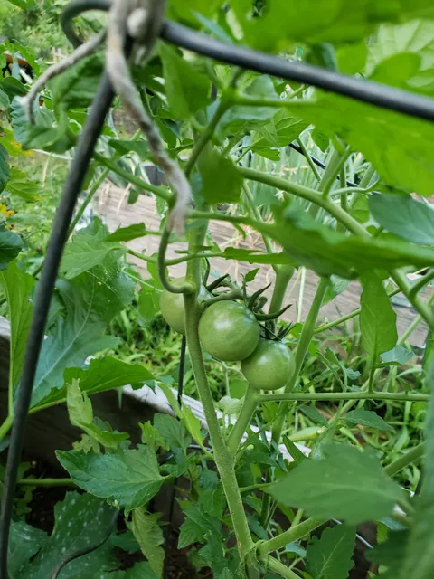 The Hansberry Garden