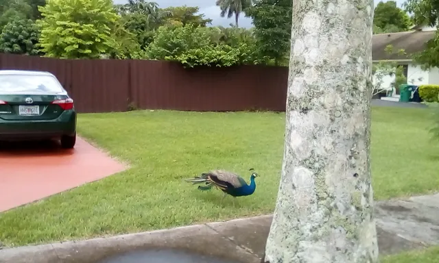 Mary Krome Sanctuary Preserve