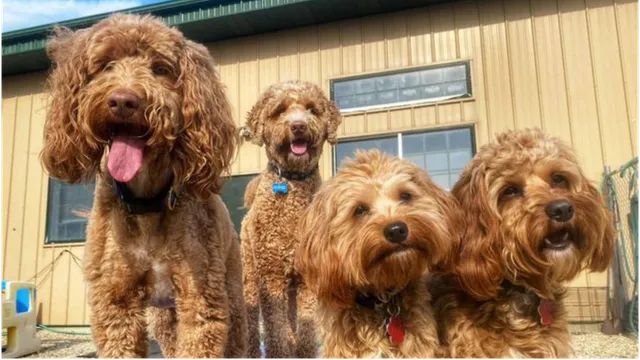 Meyer's Tails Up Farm