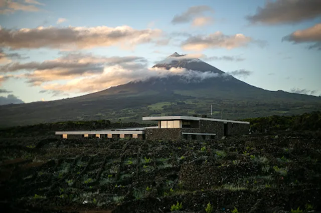 Azores Wine Company