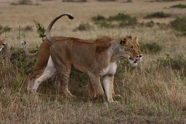 Masai Adventure Camp