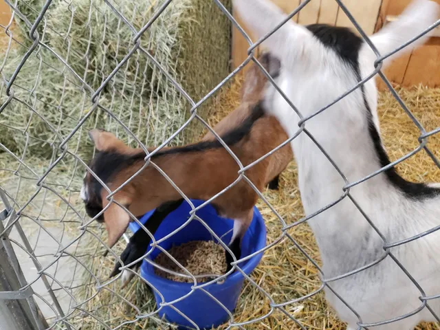 Clearwater County Fair