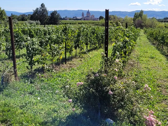 Cantina SAIO Assisi Wine Shop