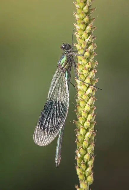 Fordhall Organic Farm