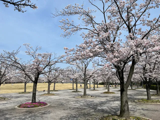 Sakura Hiroba(Sakura Garden)