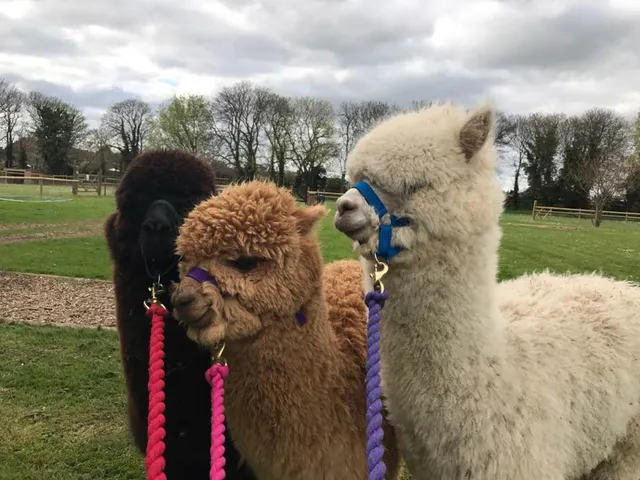 Woodland View Alpacas