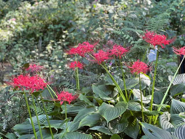 Omotohanameisan Botanical Gardens