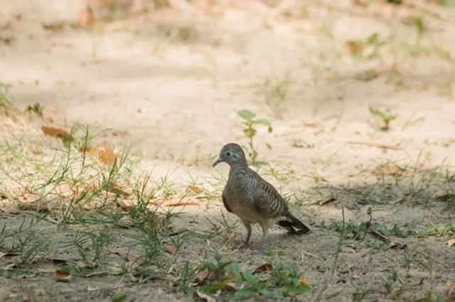 Tanje Village Museum