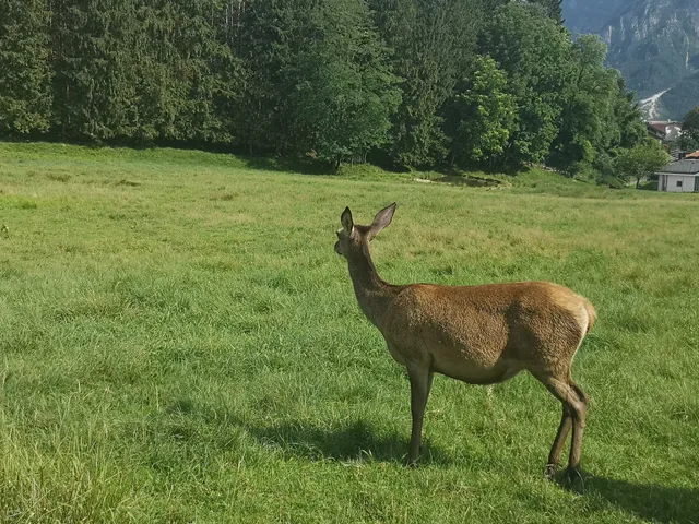 Wildlife Oasis - City of Castel Ivano
