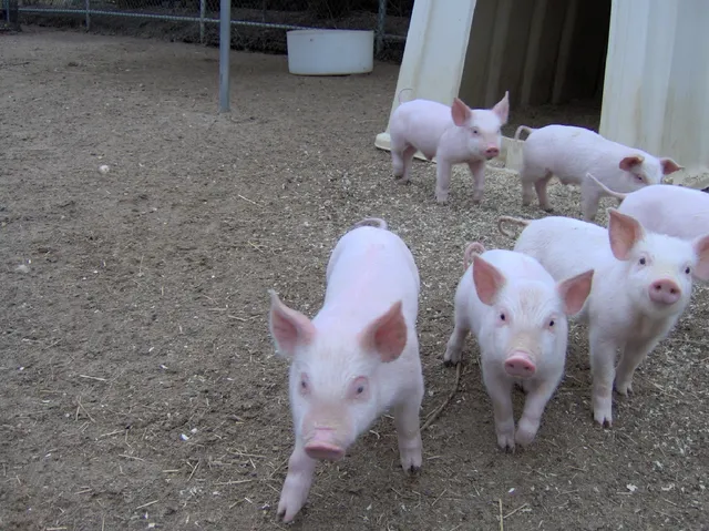 Animal Farm Petting Zoo