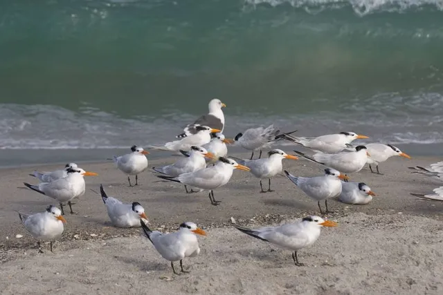 Beach Reserve, Island 24 - Kiosk Miramar