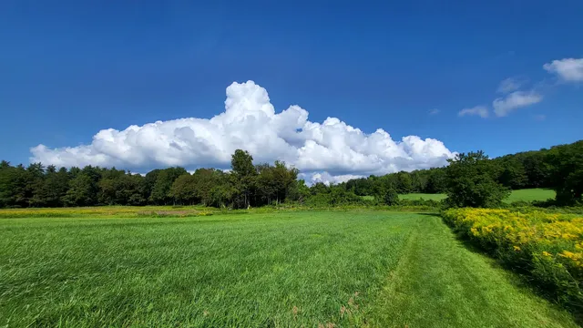 The Mile-Around Woods