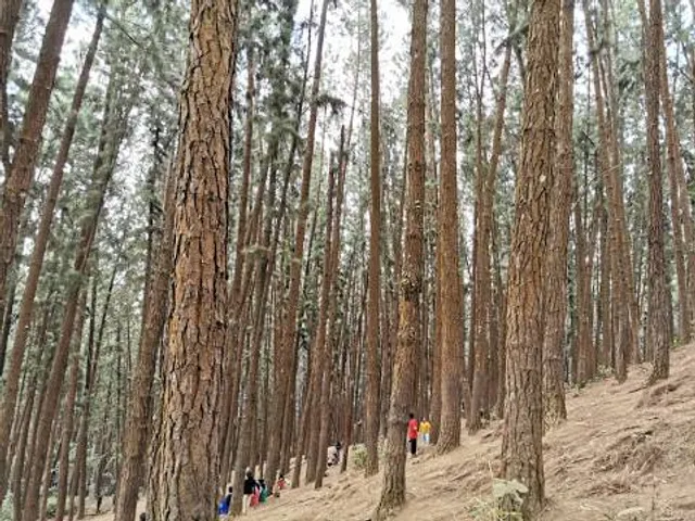 Pine forest