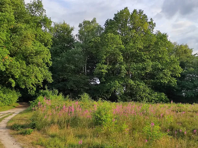 Wittenbergener Heide