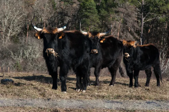 Parc Animalier des Gorges de l'Ardèche