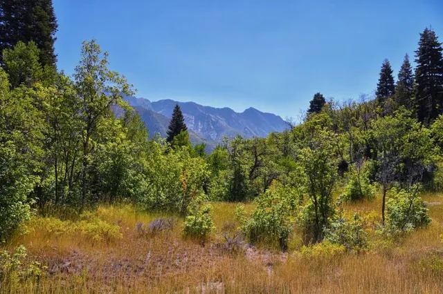 Jardins du Musée International de la Parfumerie