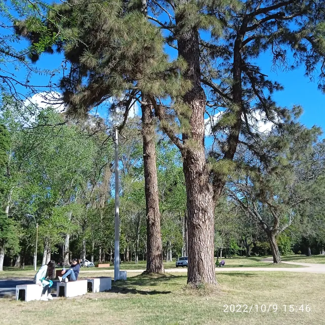 Artigas de Sauce Park