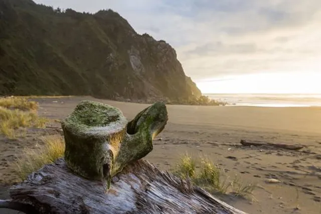 Cape Sebastian State Scenic Corridor