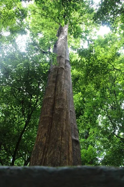 Conolly's Plot Ecotourism Centre Nilambur