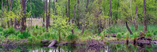 Elmpter Schwalmbruch