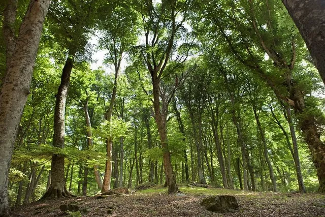 Faggeta del Monte Cimino