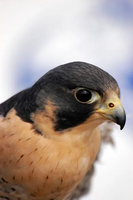 Southeastern Wildlife Exposition