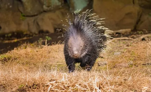 Porcupine Walk