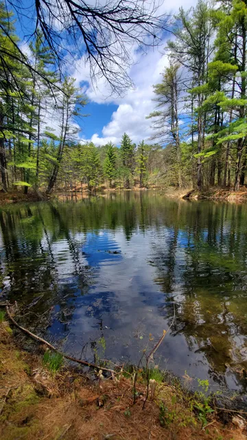 Woods Hollow Nature Preserve