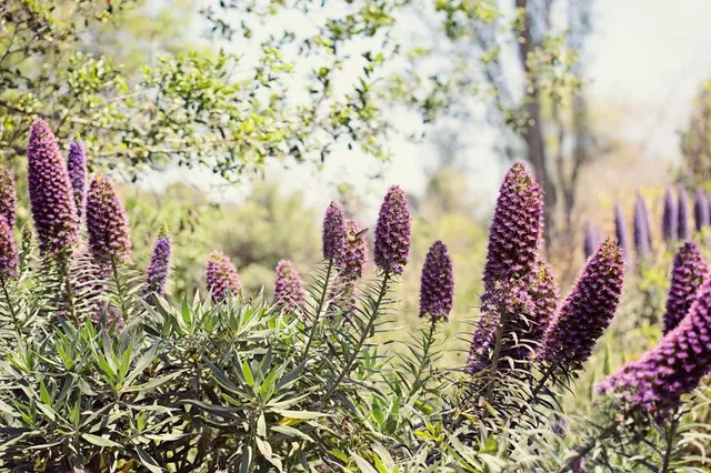 Huntington Beach Central Park West