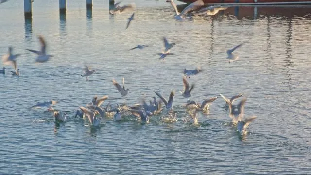 La Cité des Oiseaux
