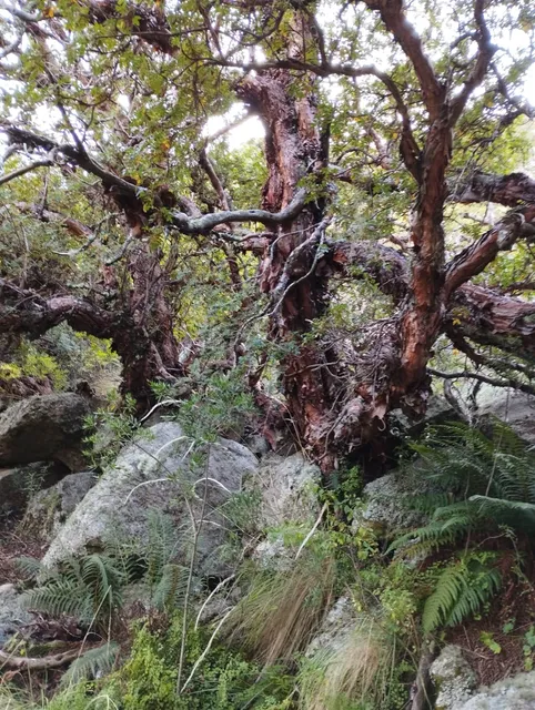 Bosque de Tabaquillos