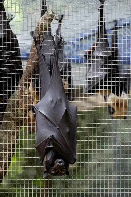 Batreach Bat Rescue & Rehabilitation
