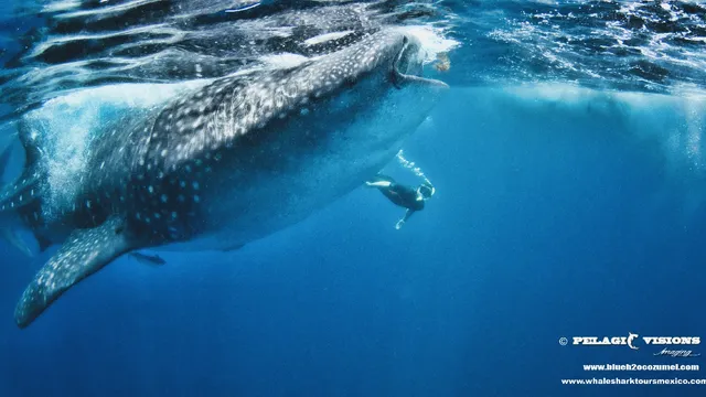 Blue H2o Cozumel Ocean Tours