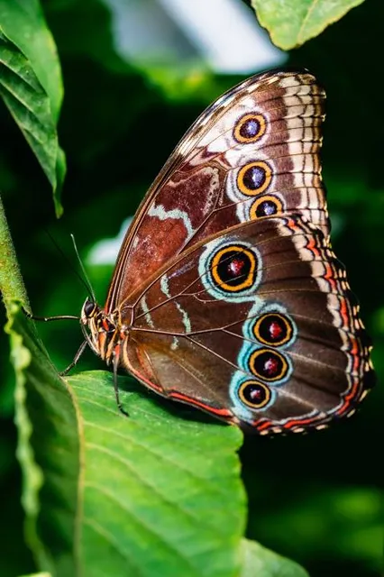 Tropical Butterfly House