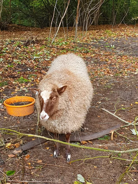 Riddersviks 4H-Gård