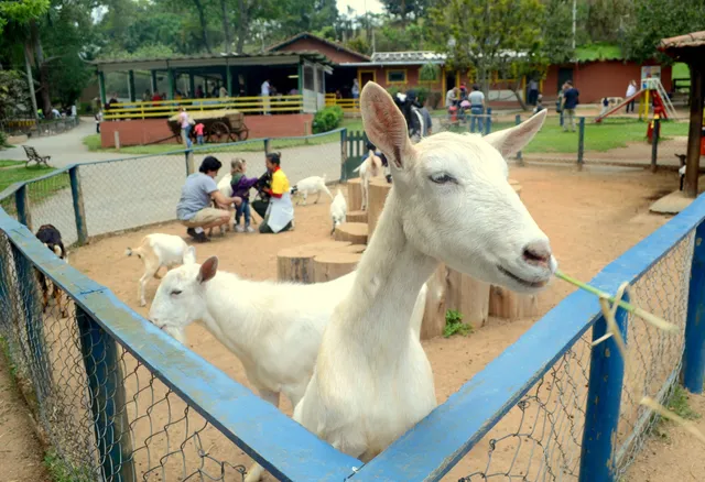 Fazendinha Cia dos Bichos
