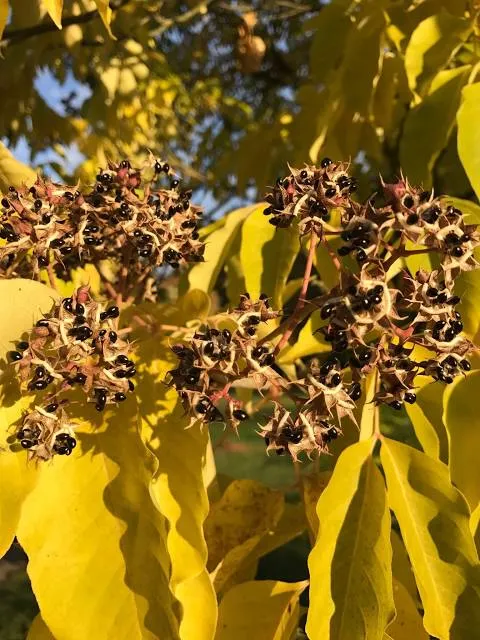 Área recreativa La Rosandrá
