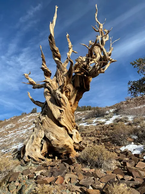 Ancient Bristlecone Pine Forest Visitor Center