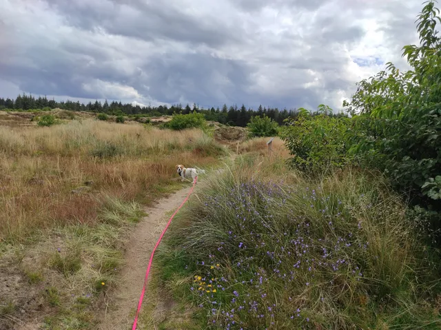 Süderlügumer Binnendünen