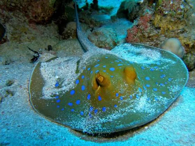 Florida Keys Aquarium Encounters