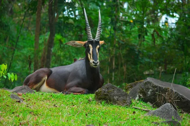 Indonesia Safari Park II Prigen