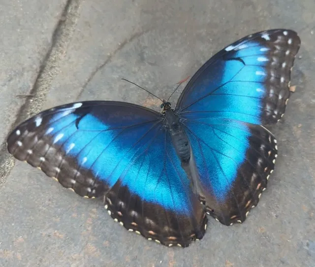 GT Butterfly House & Bug Zoo