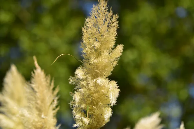 Gartenverein Frohes Schaffen e. V.