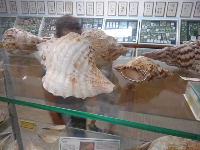 Museo della piccola pesca e delle conchiglie E'Scaion