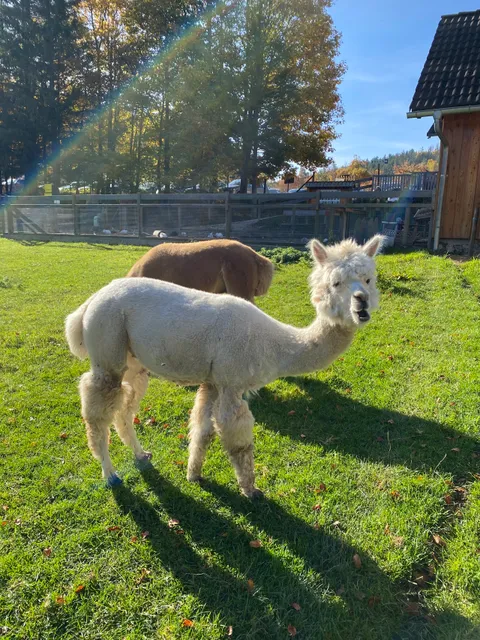 Tierpark Streichelzoo Wildgehege Hohe Wand