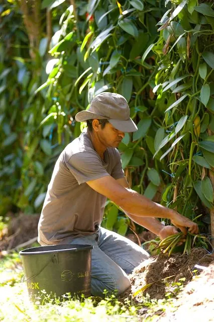 Vanilla Plantation Roulof