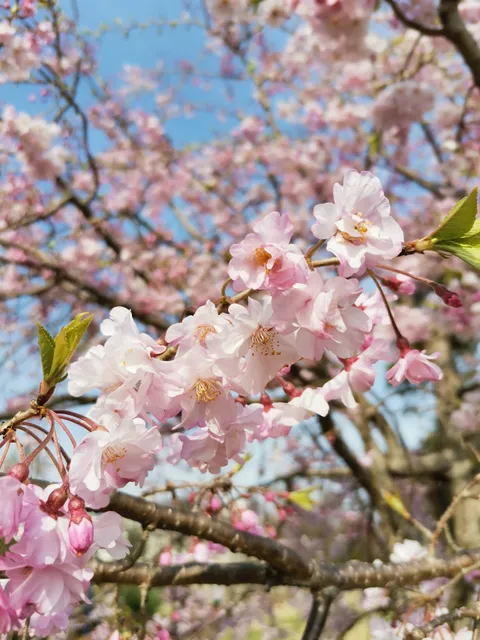 Higashimatsudoyuinohana Park