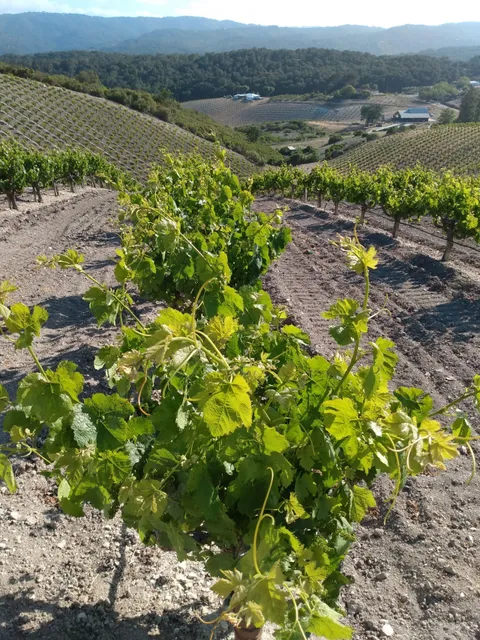 Guyomar Wine Cellars