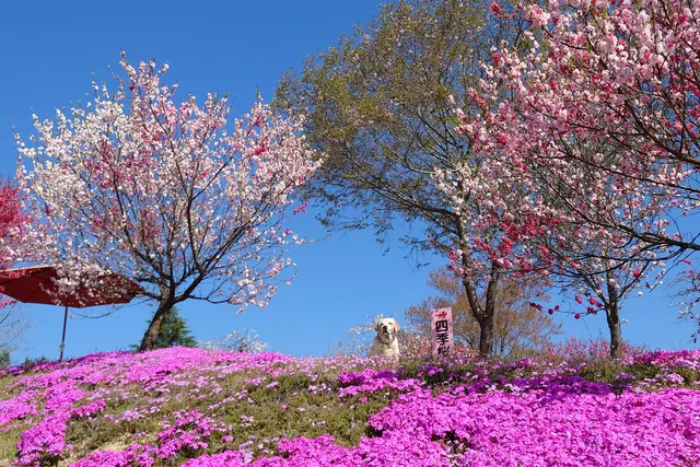 Shibazakura Hanamomo Park